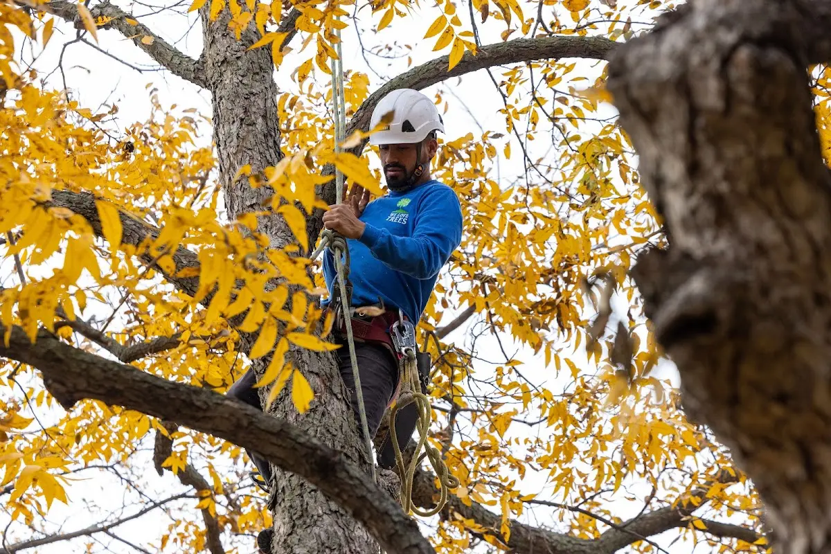 Skilled Tree Trimming crew working in Albion